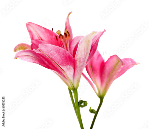 Beautiful pink lily flowers, isolated on white