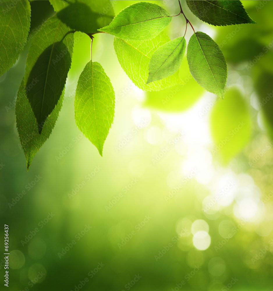 green leaves in sunny forest green leaves in sunny forest