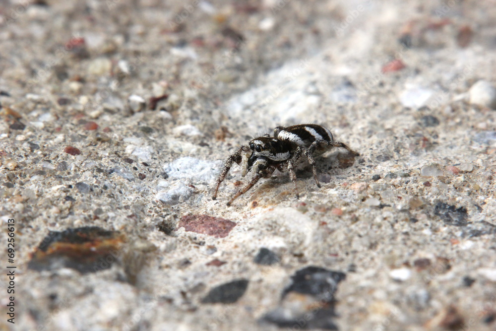 Zebra spider (Salticus scenicus) sitting on concrete