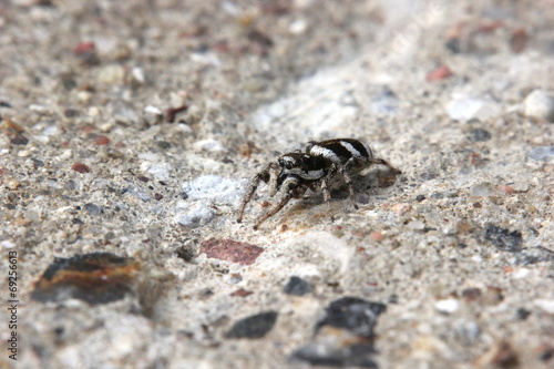 Zebra spider (Salticus scenicus) sitting on concrete © jojoo64