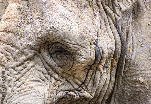 Close up facial portrait of African Elephant Loxodonta Africana