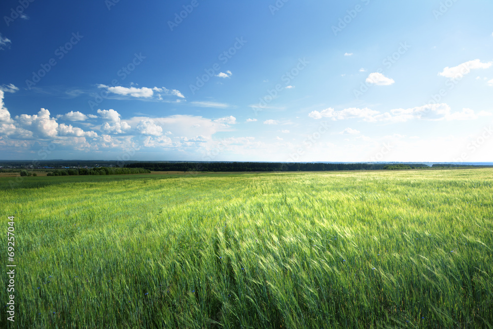 field of barley and sunny day