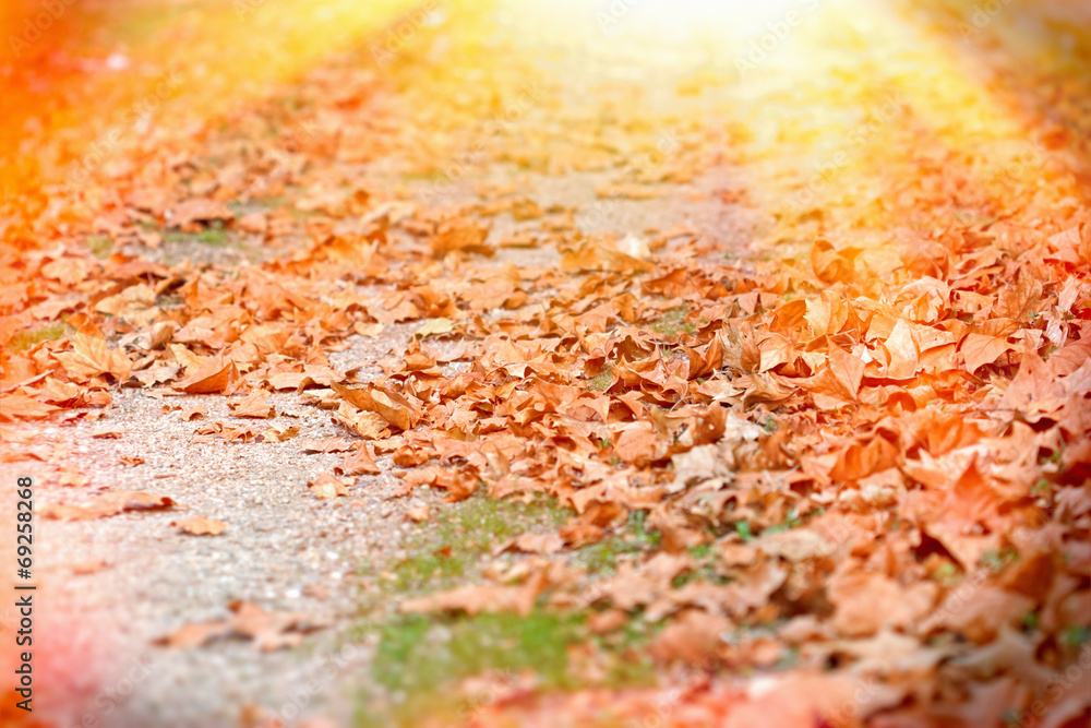 Autumn fallen leaves lit by the late afternoon sun Autumn fallen leaves lit by the late afternoon sun