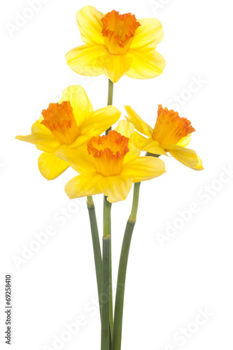 Fototapeta Naklejka Na Ścianę i Meble -  daffodil