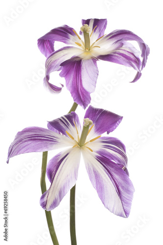 Fototapeta Naklejka Na Ścianę i Meble -  tulip