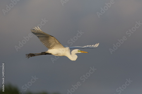 Great Egret in Flight - High Island  Texas
