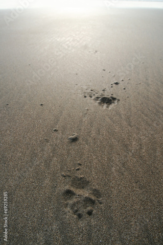 Dog paw prints in sand