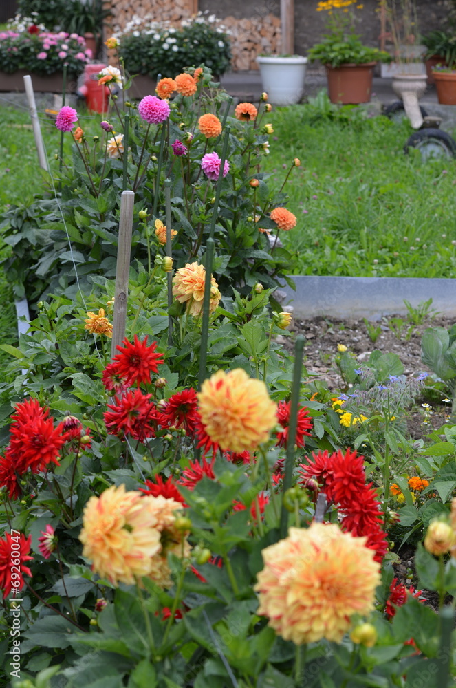 dahlia...floraison dahlia...floraison