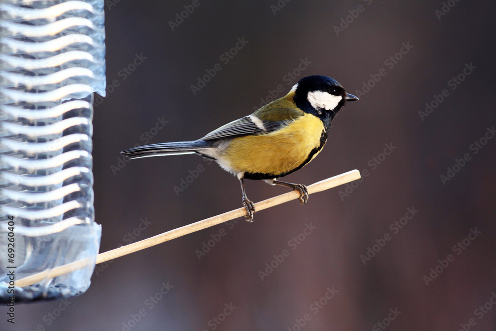 Fototapeta premium tit