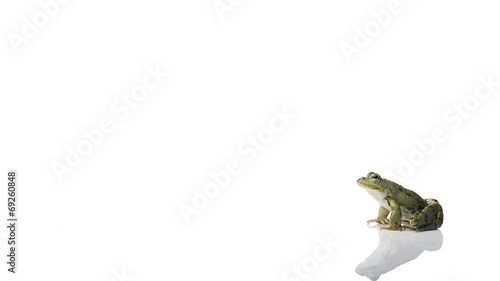 Common water frog sitting then jumps away