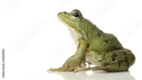 Common water frog