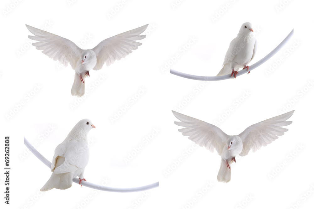 Fototapeta premium dove