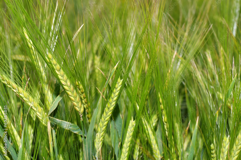 Obraz premium Green wheat in the field