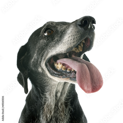 Fototapeta Naklejka Na Ścianę i Meble -  old dog