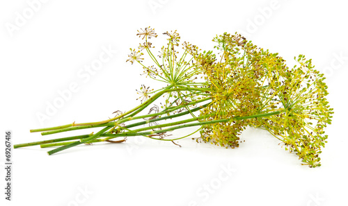 dill flower isolated