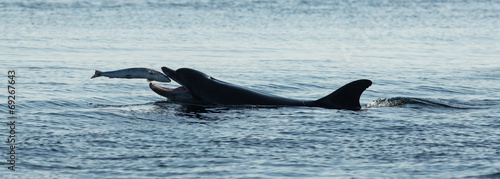 Bottlenose Dolphin (Tursiops truncatus) with Salmon