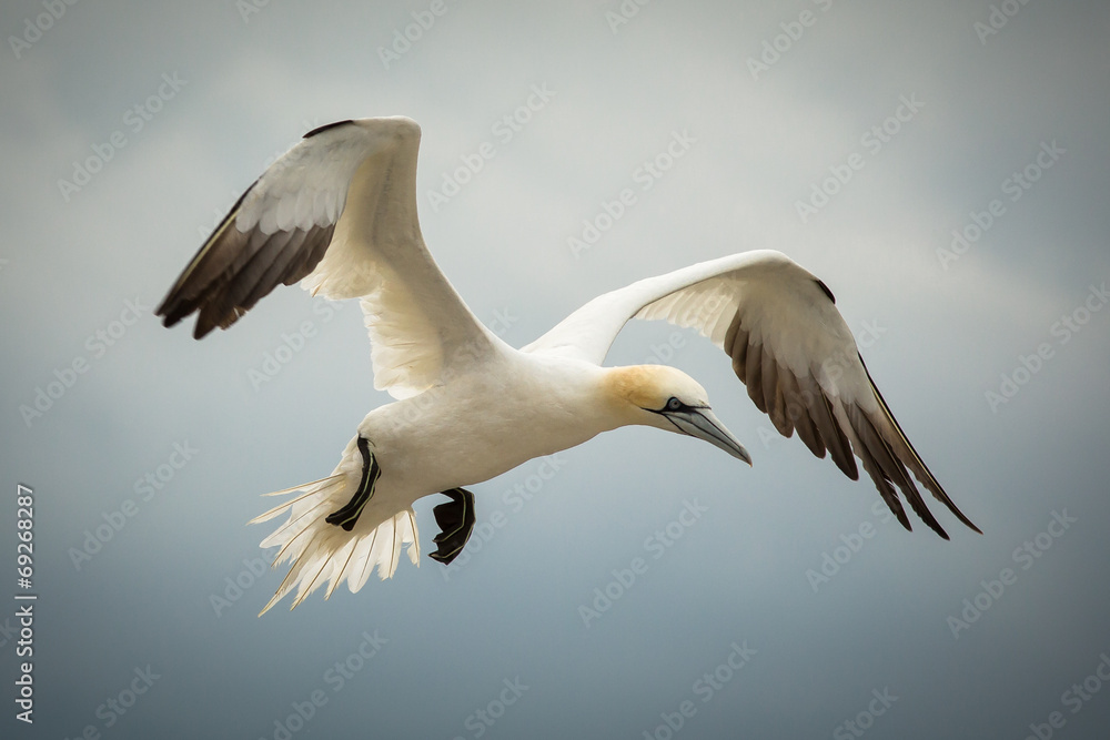 Fototapeta premium Northern Gannet (Morus bassanus) in Flight