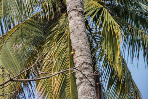 Fotografia Parrot couple in tree trunk at Dutch Canals in Negombo