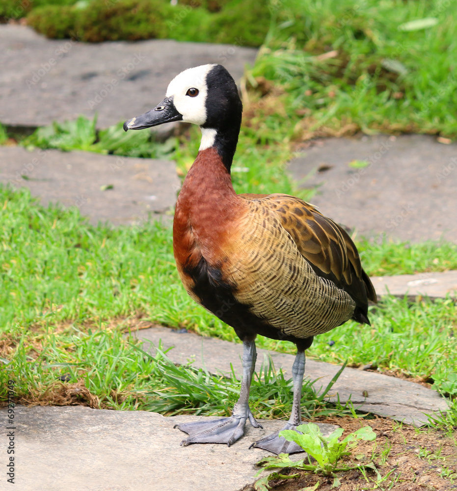 Fototapeta premium White Faced Whistling Duck Dendrocygna viduata White-Faced