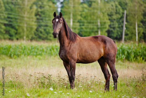 brown horse portrait © otsphoto