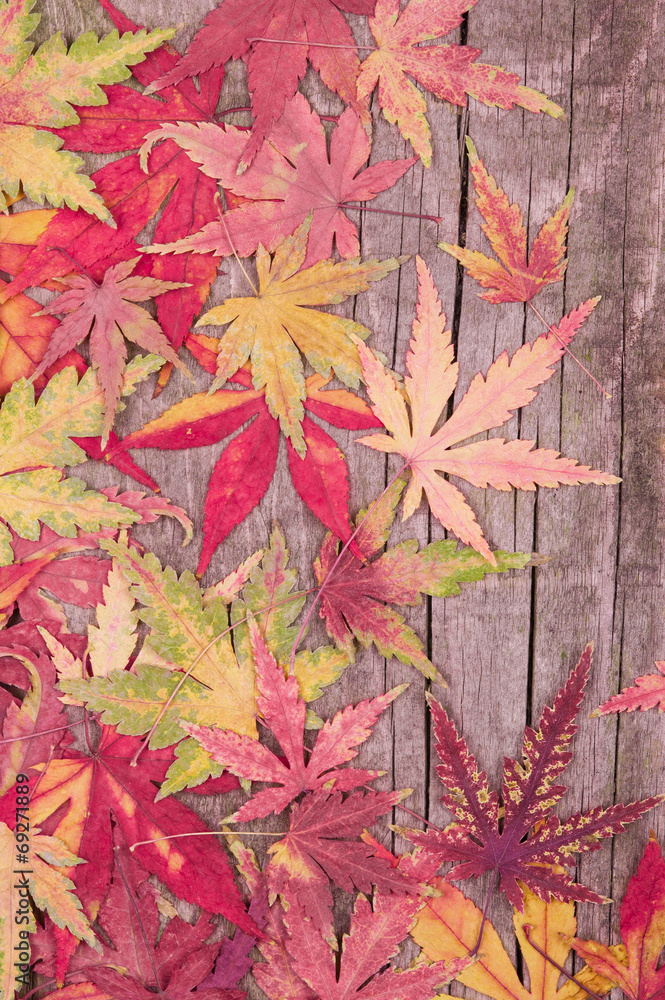 Autumn maple leaves background Autumn maple leaves background