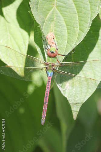 Dragonfly, Common Green Darner (Anax junius) photo