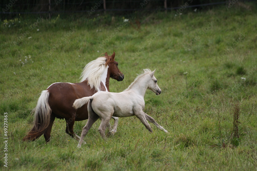 Ponette et poulain Ponette et poulain