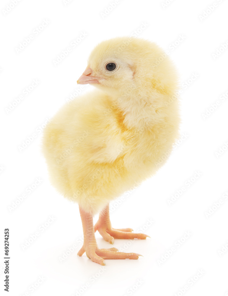 Obraz premium Small chicken