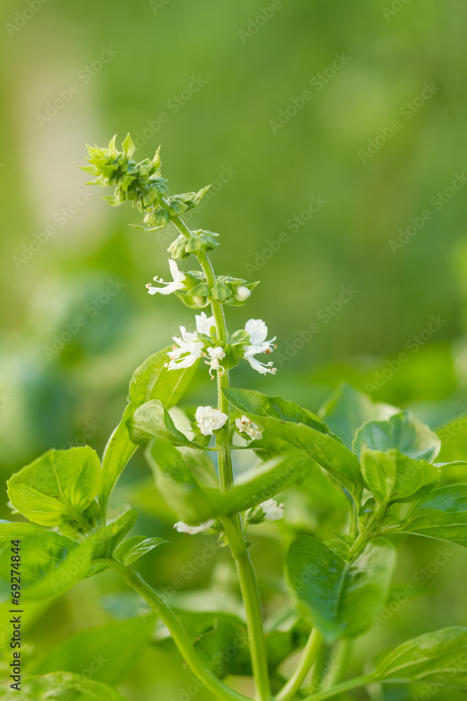 Green basil Green basil