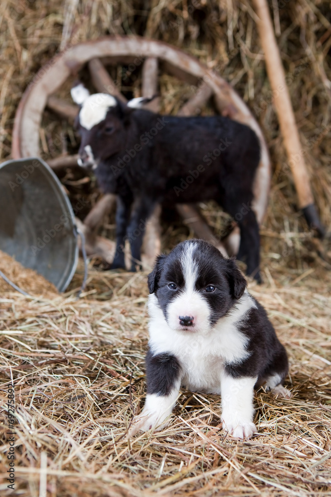 Border Collie puppy with lamb
