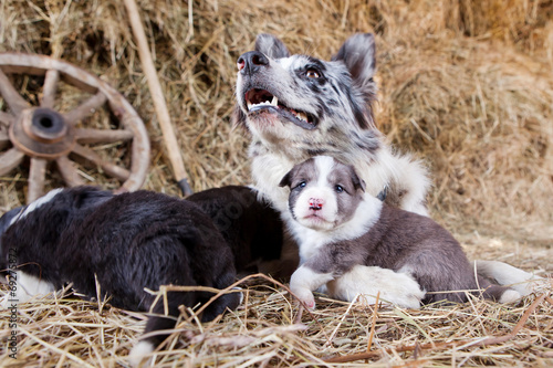 Border Collie puppies with a lamb