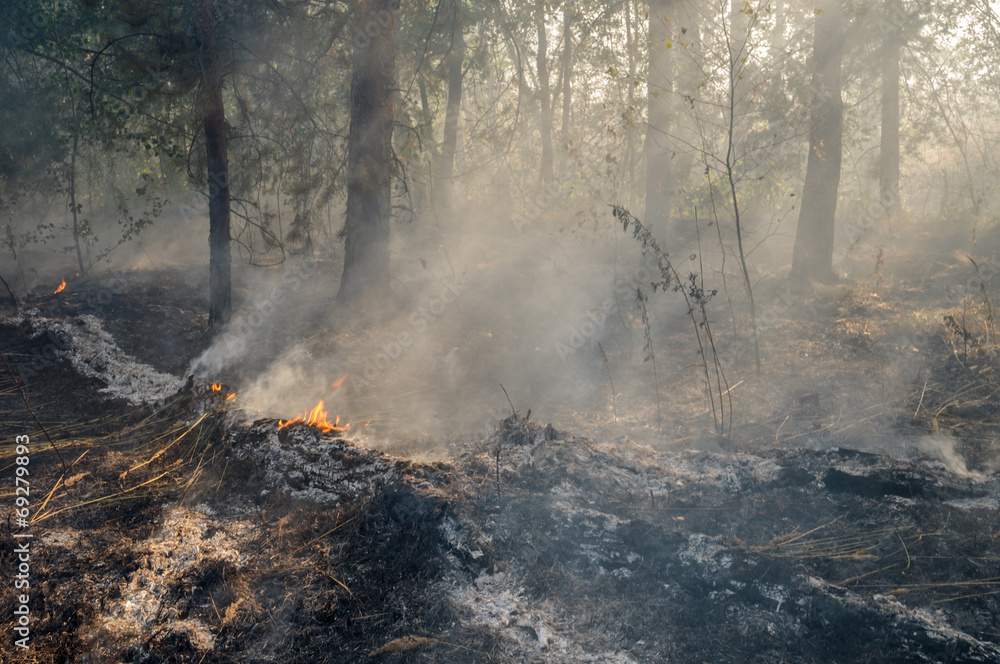Burnt forest after passing the front of the fire Burnt forest after passing the front of the fire