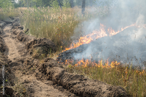 Fire barrier strip in the forest