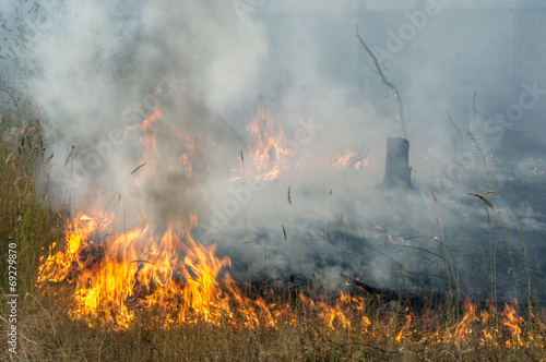Burning the grass on a summer day at the edge of the forest © V.anatolich