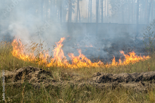 Fire barrier strip in the forest