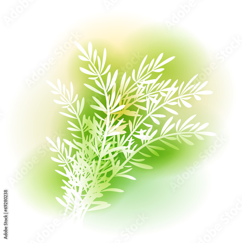 Illustration With Rosemary