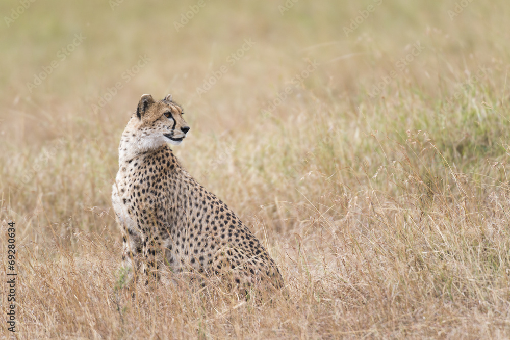 Fototapeta premium cheetah