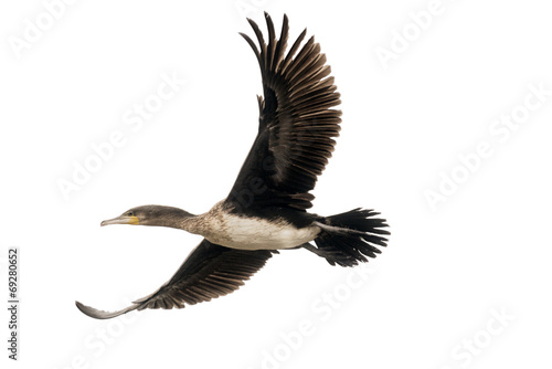 cormorant in flight photo