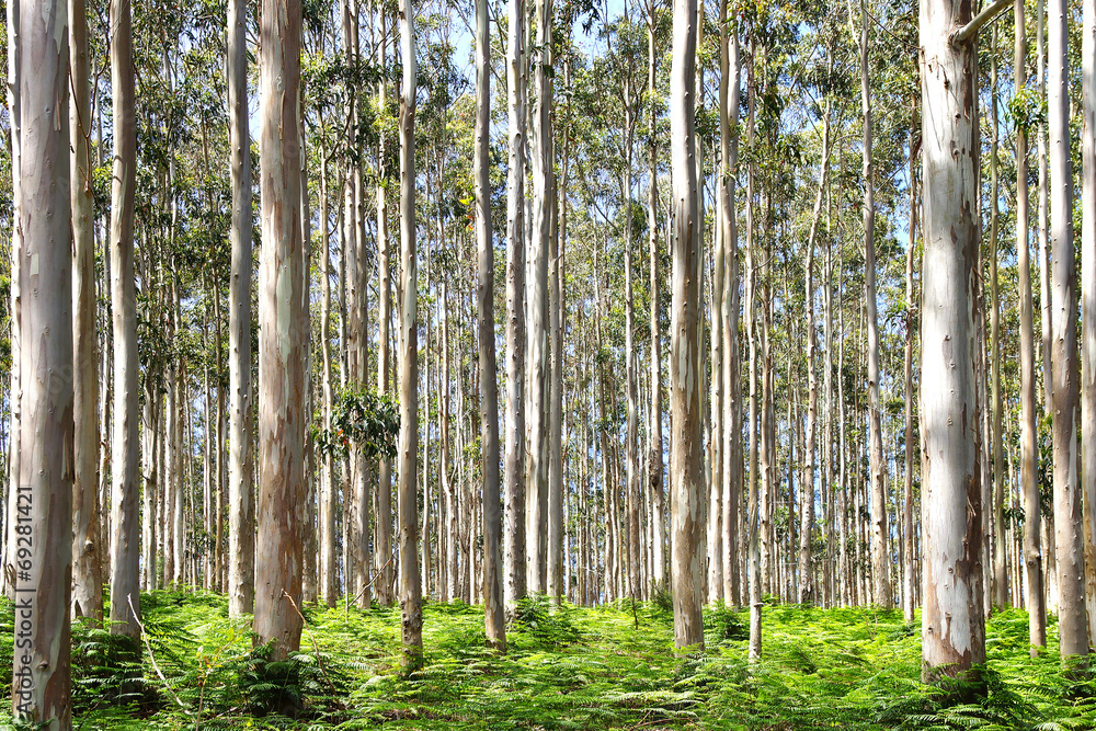 Fototapeta premium Eucalyptus forest.