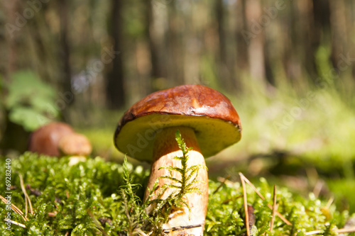 Mushrooms forest photo