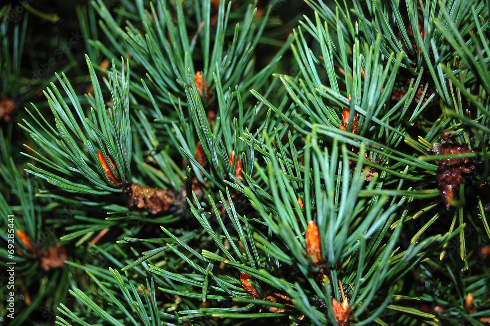 Pine needles Pine needles