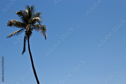 Tall palm tree against a blue sky