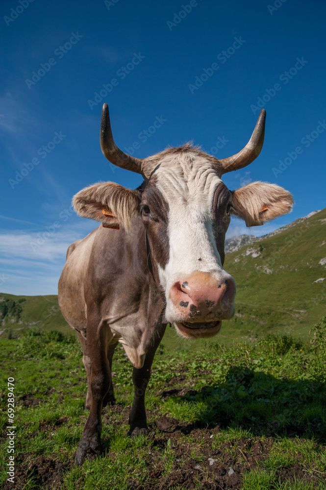 mucca pascolo mucca pascolo