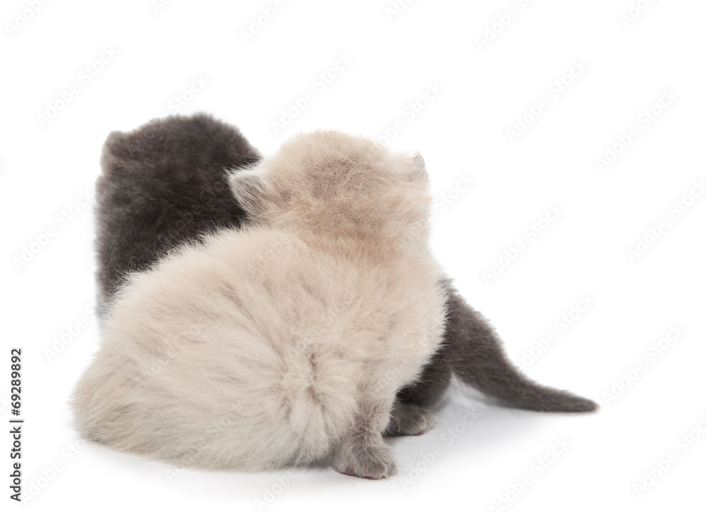 gray and white two little kitten gray and white two little kitten