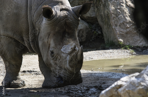 rhino portrait