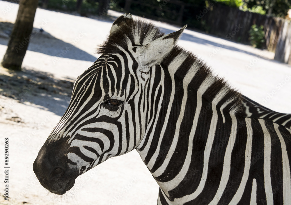 zebra portrait