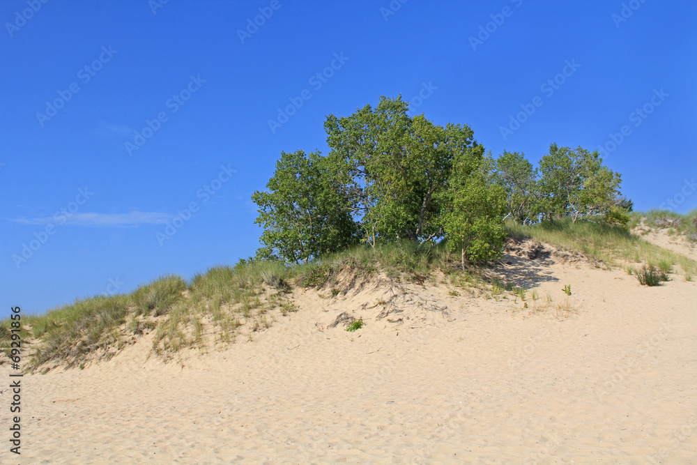 Dunes in Ludington State Park in Michigan