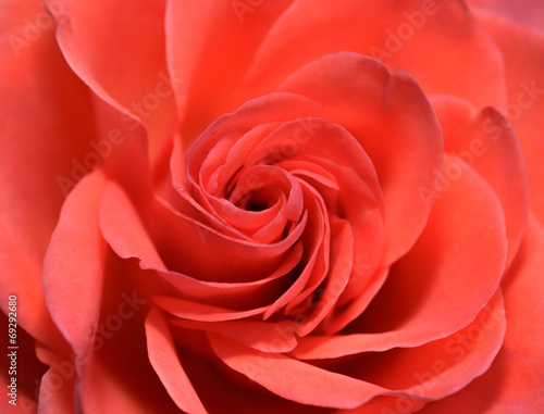Closeup Macro Shot of Red Rose Flower
