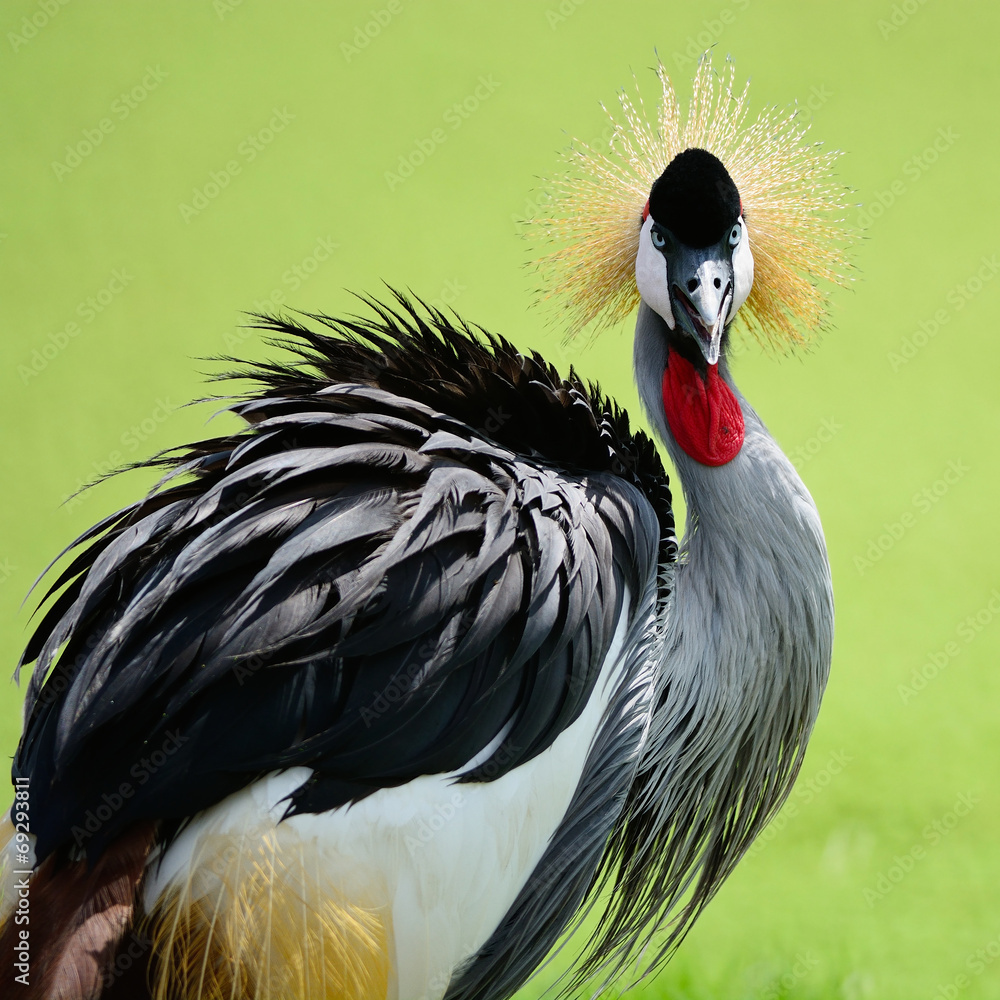 Fototapeta premium Grey Crowned Crane
