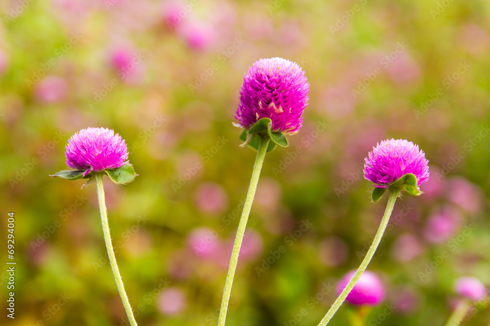 Close up of purple with the Globe Amaranth beautiful Close up of purple with the Globe Amaranth beautiful